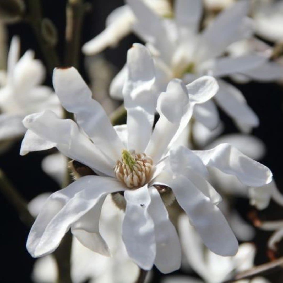 Magnolia stellata