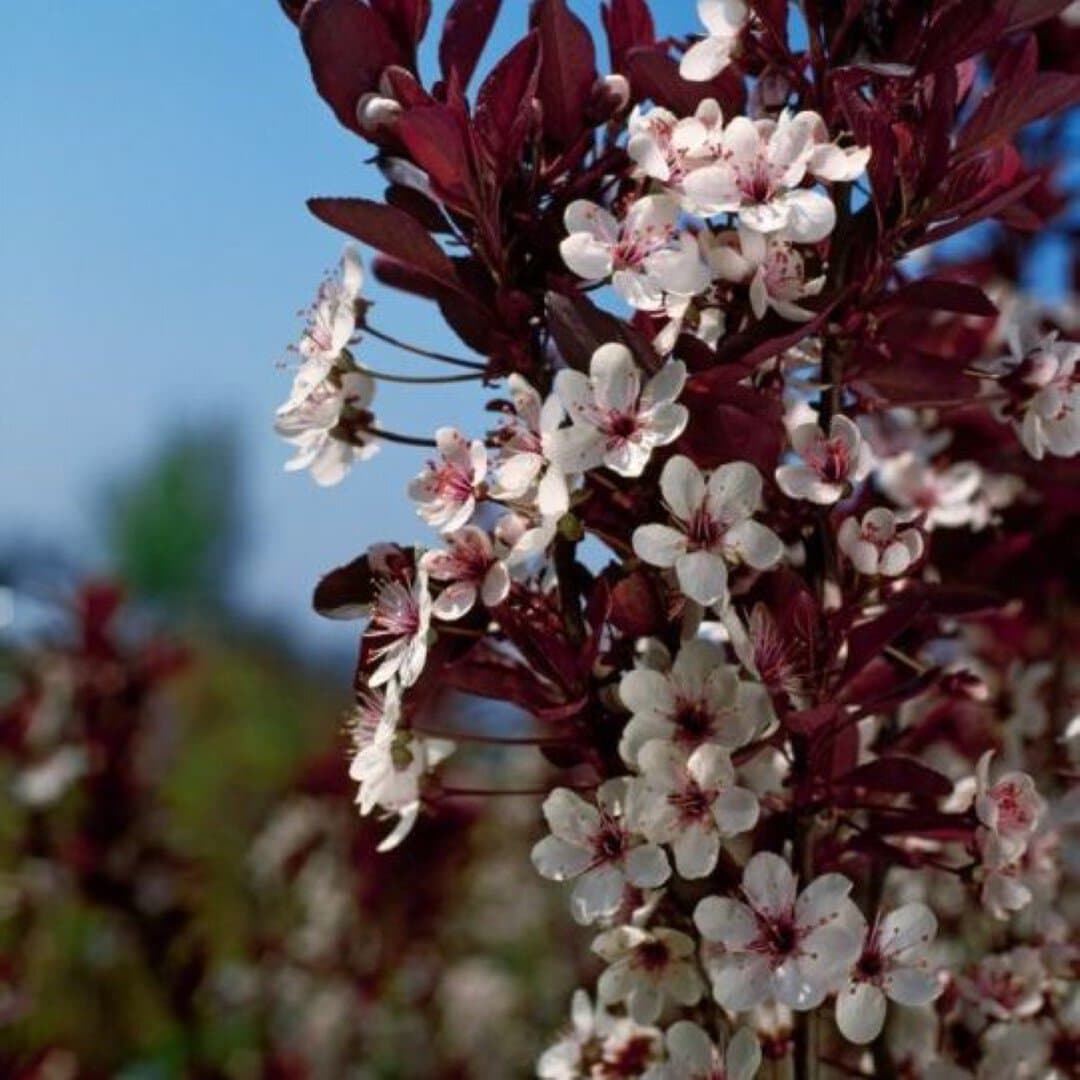 Prunus cistena