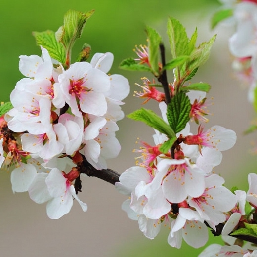 Prunus tomentosa