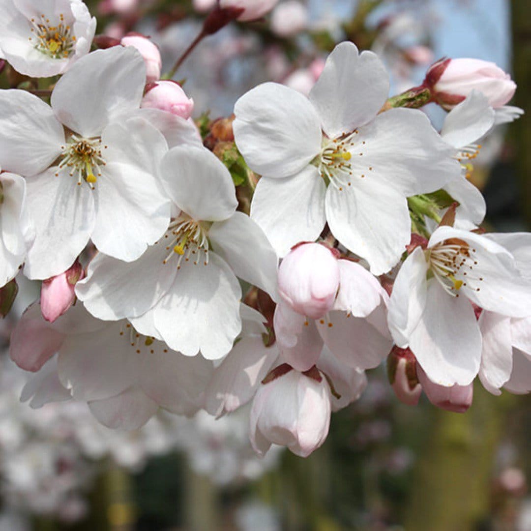 Prunus yedoensis