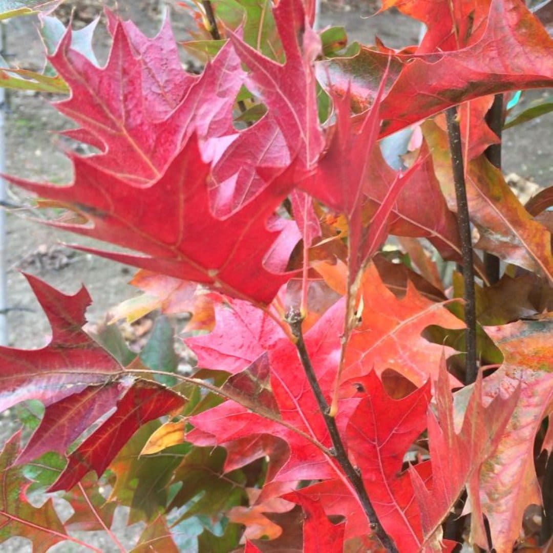 Quercus palustris