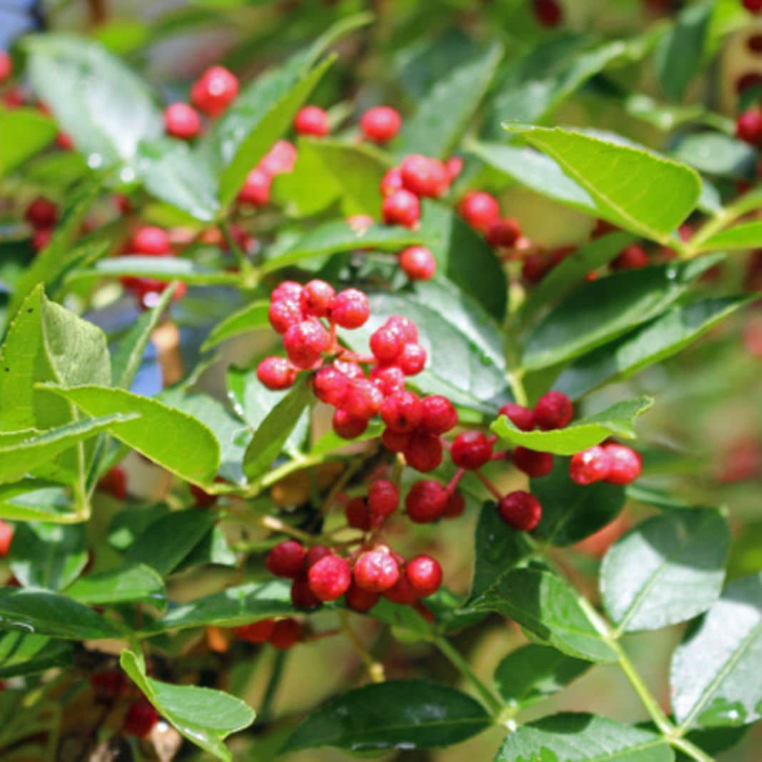 Zanthoxylum simulans