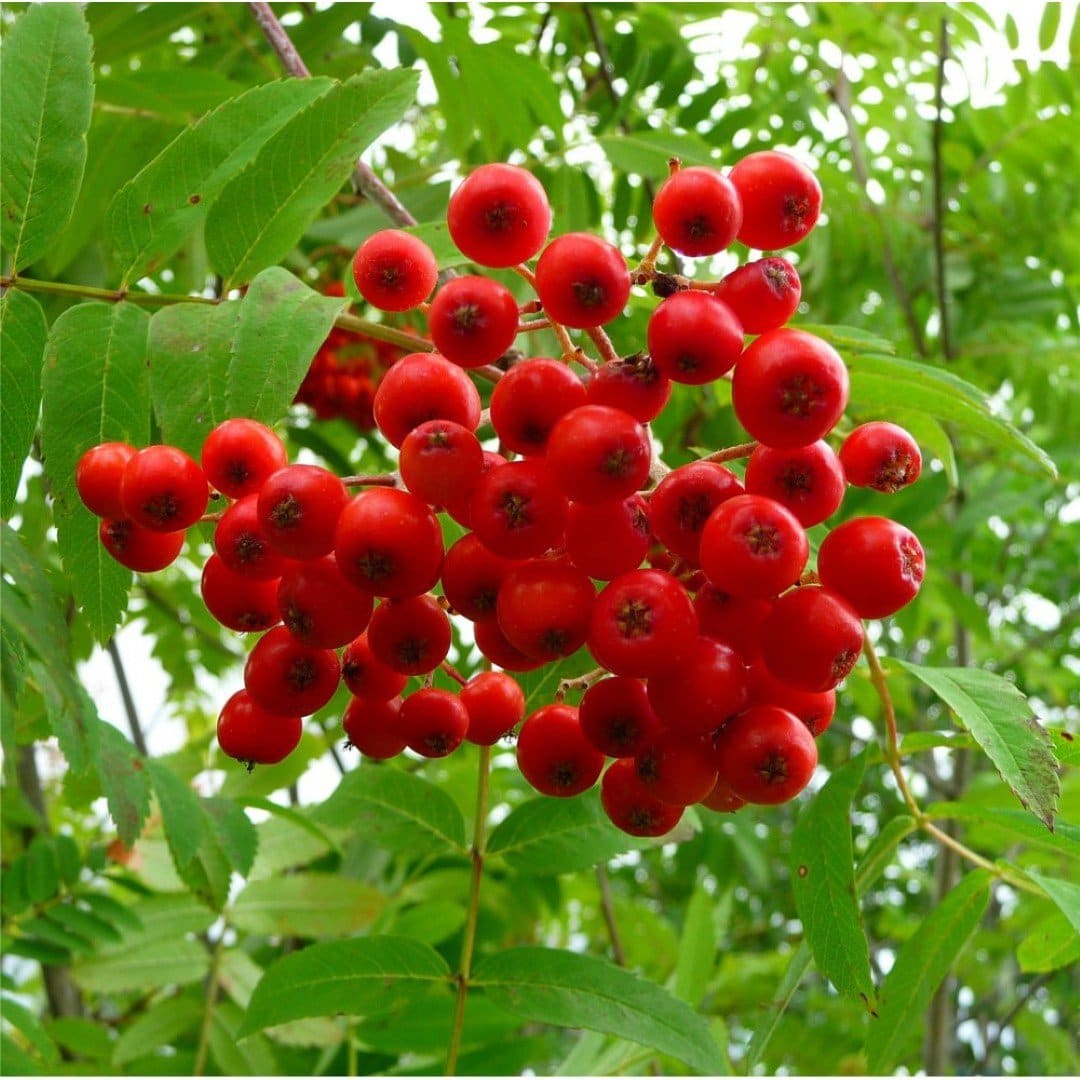 Sorbus aucuparia