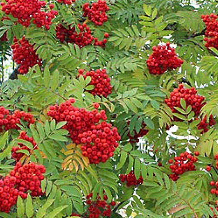 Sorbus aucuparia