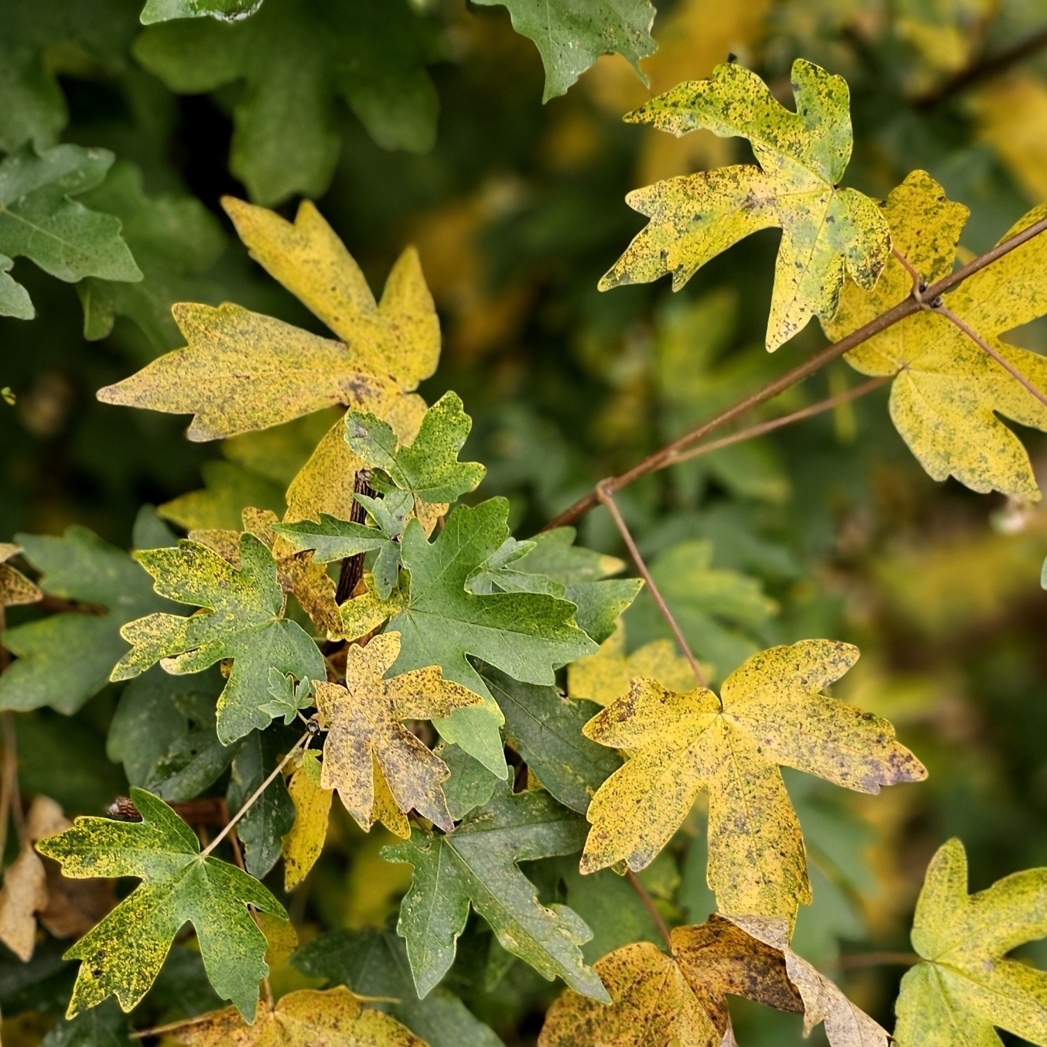 Acer campestre