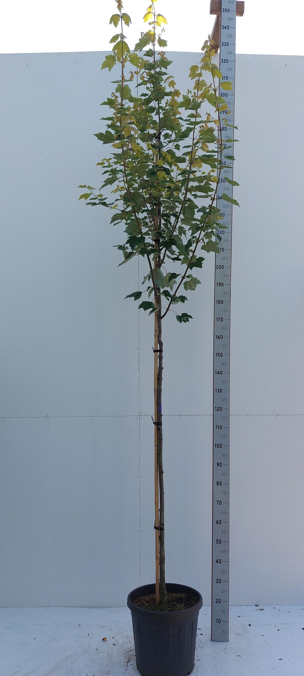 Acer rubrum ‘Fairview Flame’