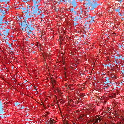 Acer rubrum ‘Fairview Flame’