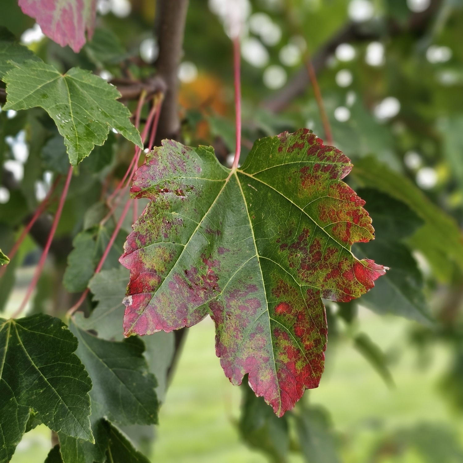 Acer rubrum
