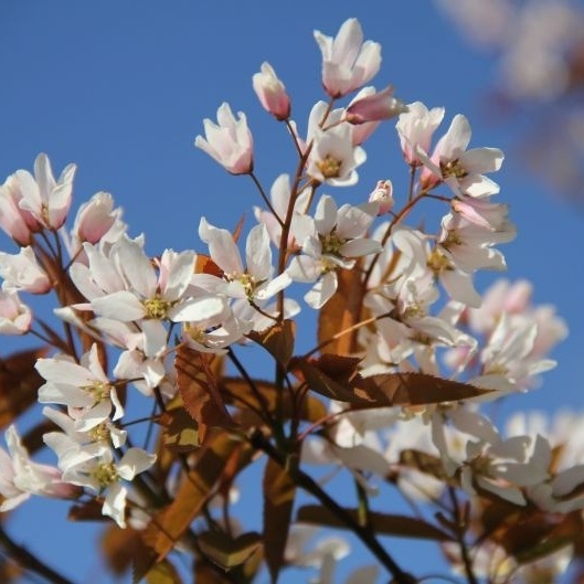 Amelanchier arborea ‘Robin Hill’