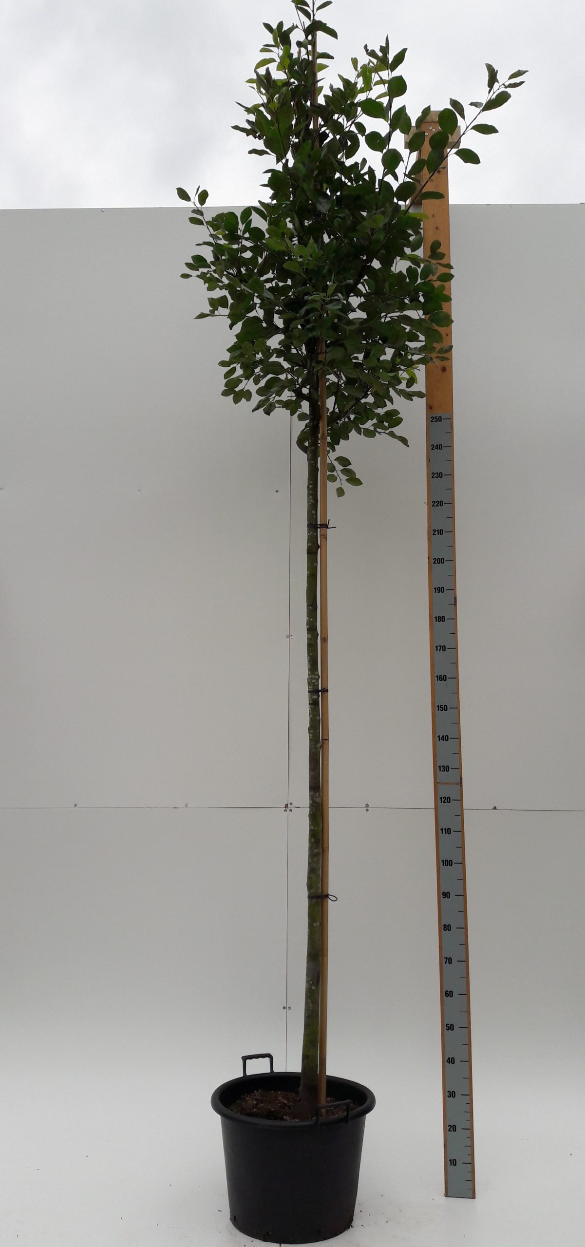 Amelanchier lamarckii