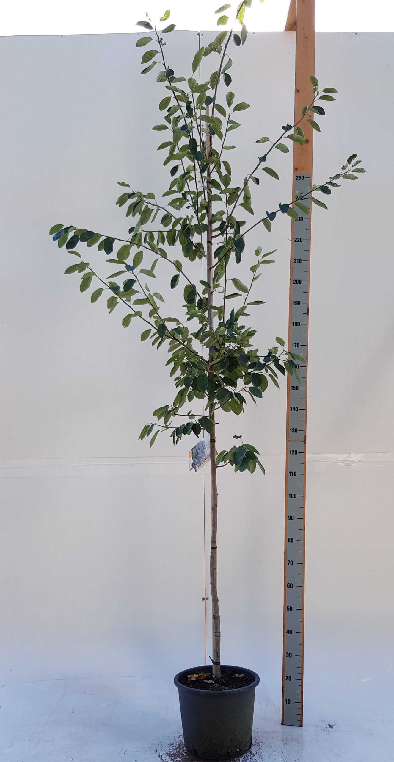 Amelanchier lamarckii