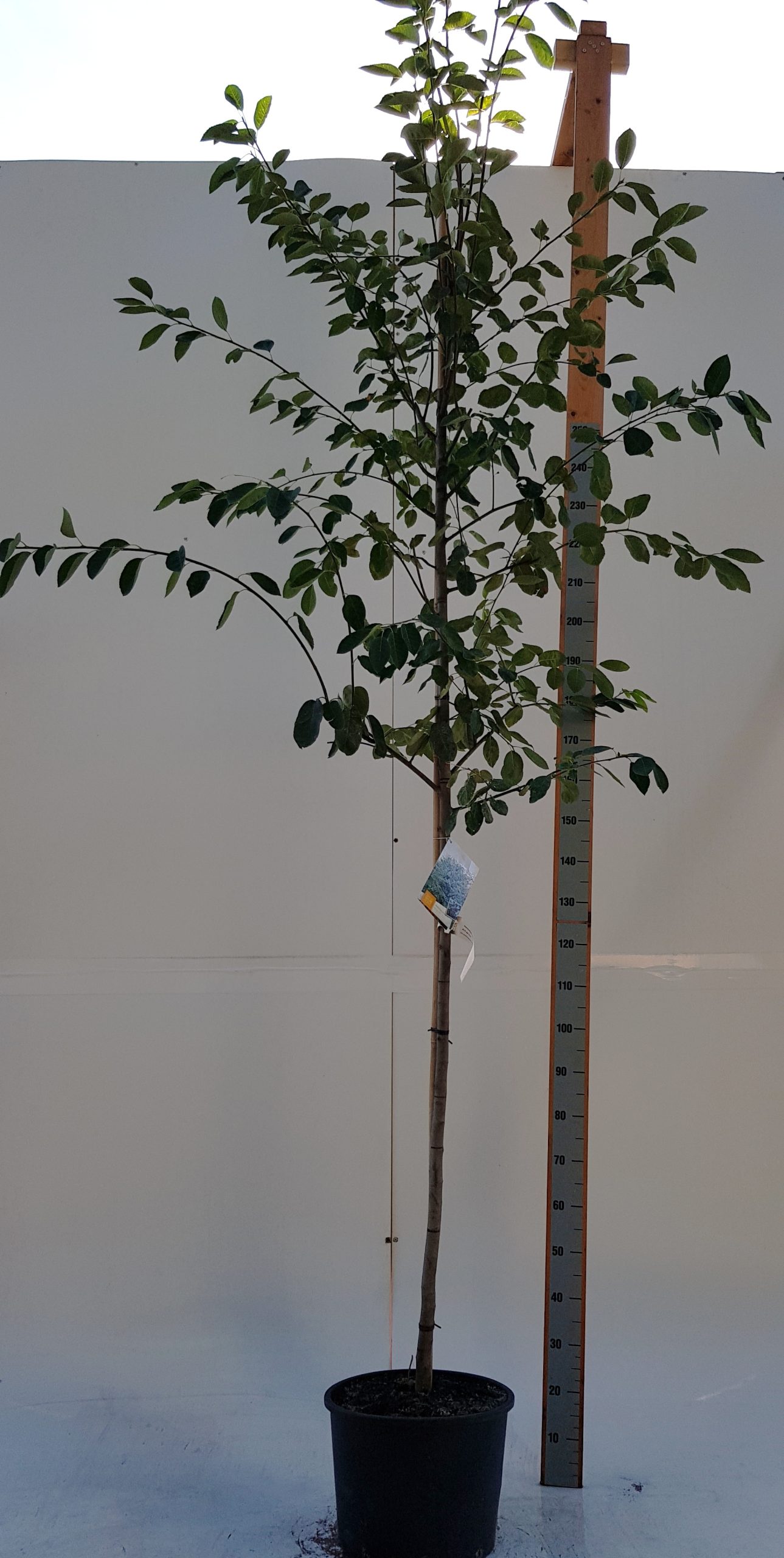 Amelanchier lamarckii