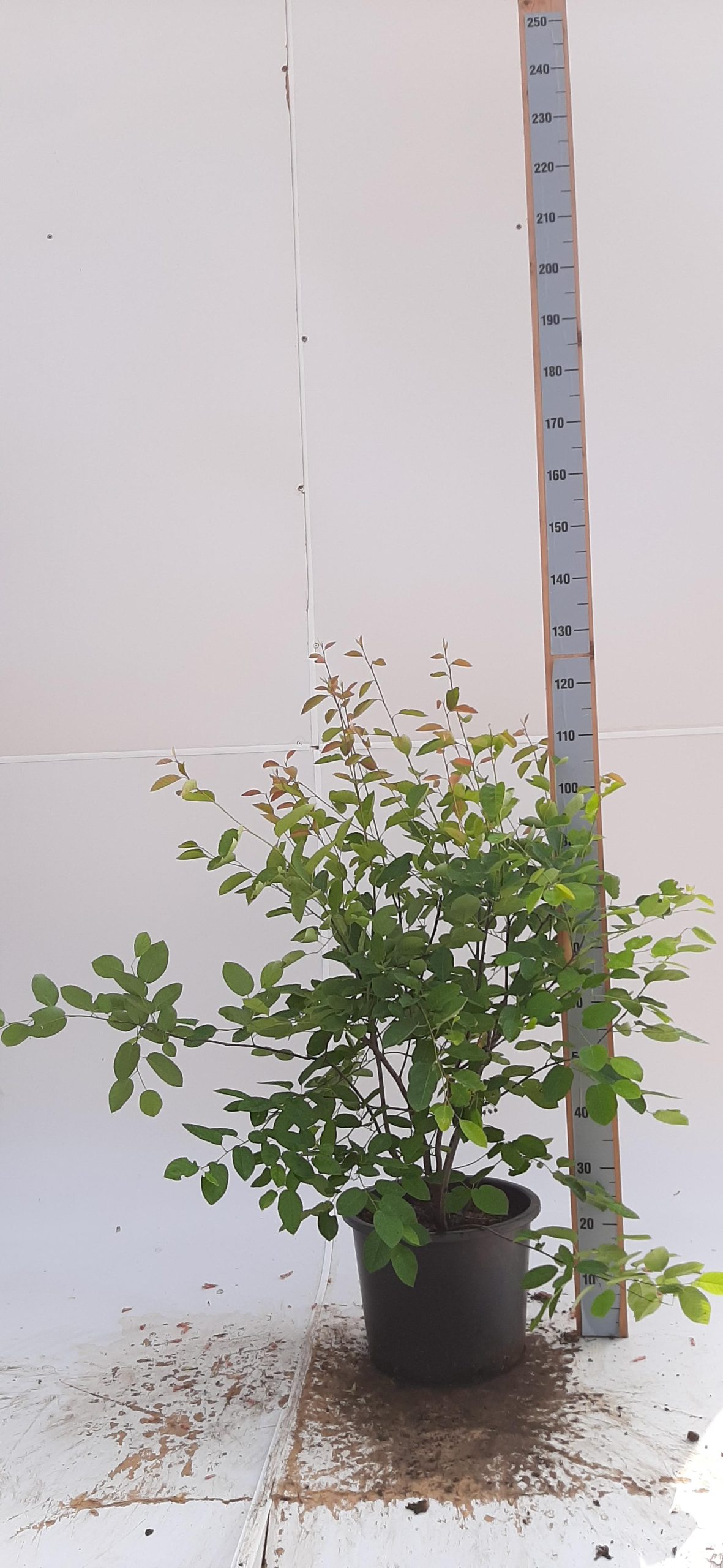 Amelanchier lamarckii