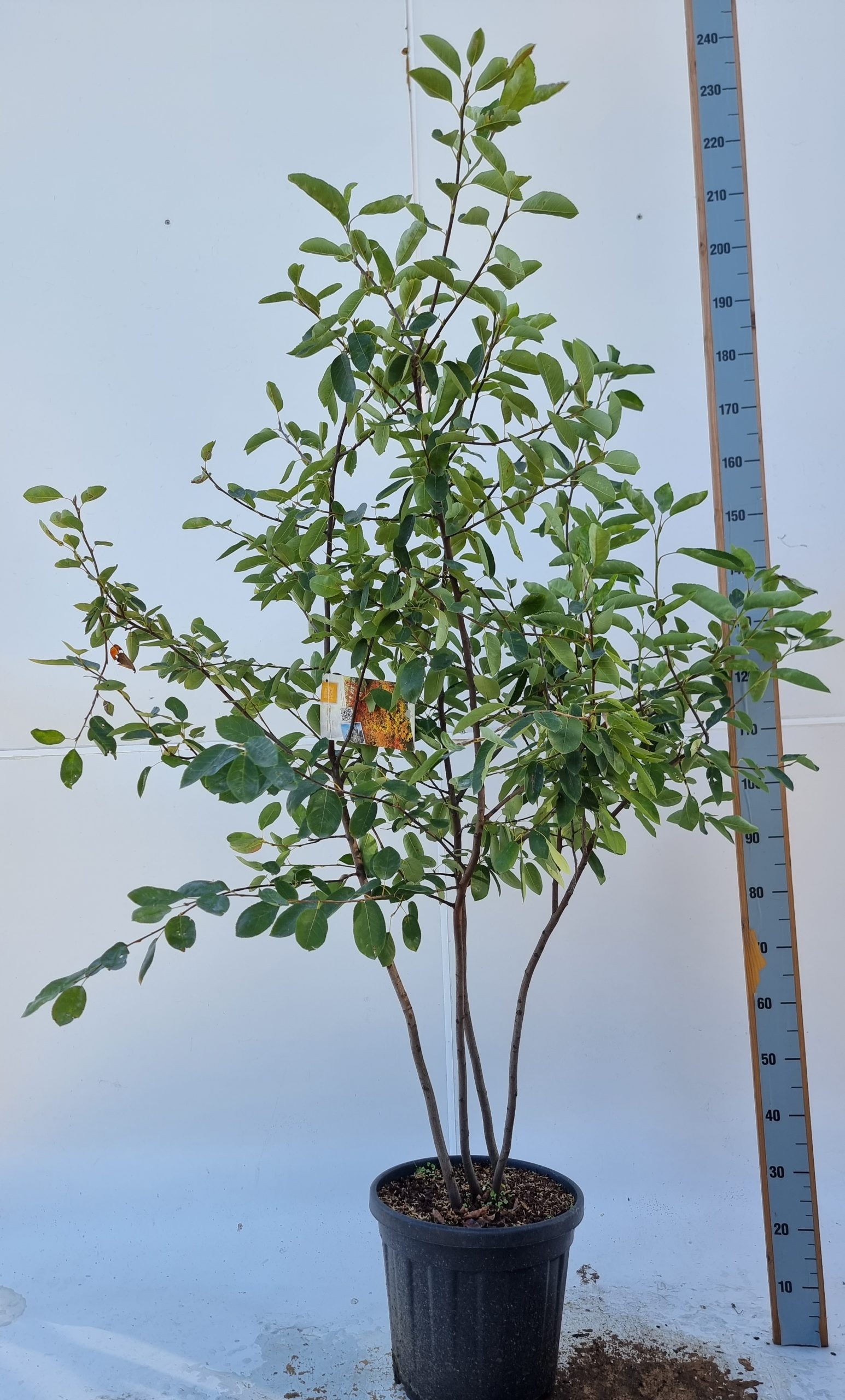 Amelanchier lamarckii