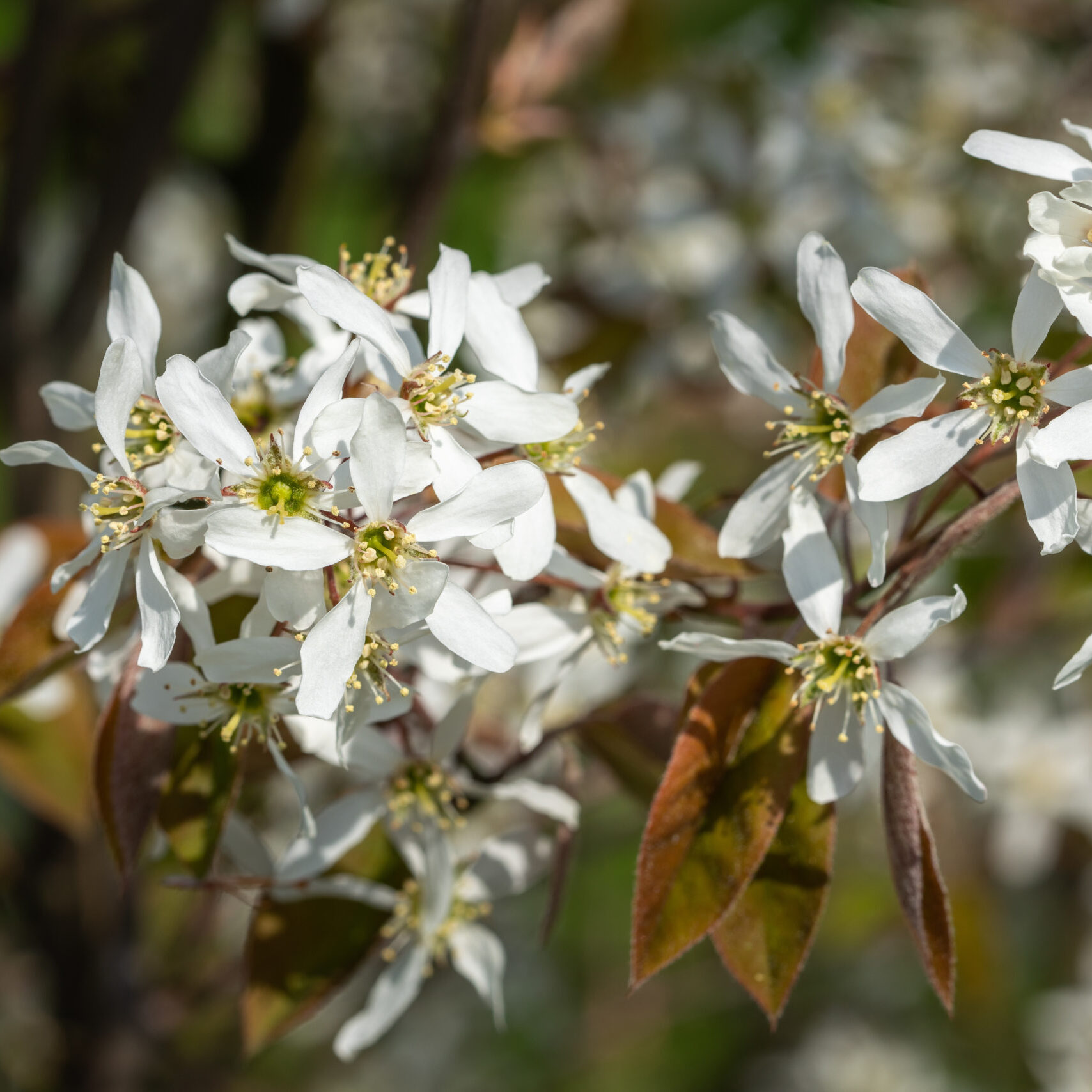Amelanchier lamarckii