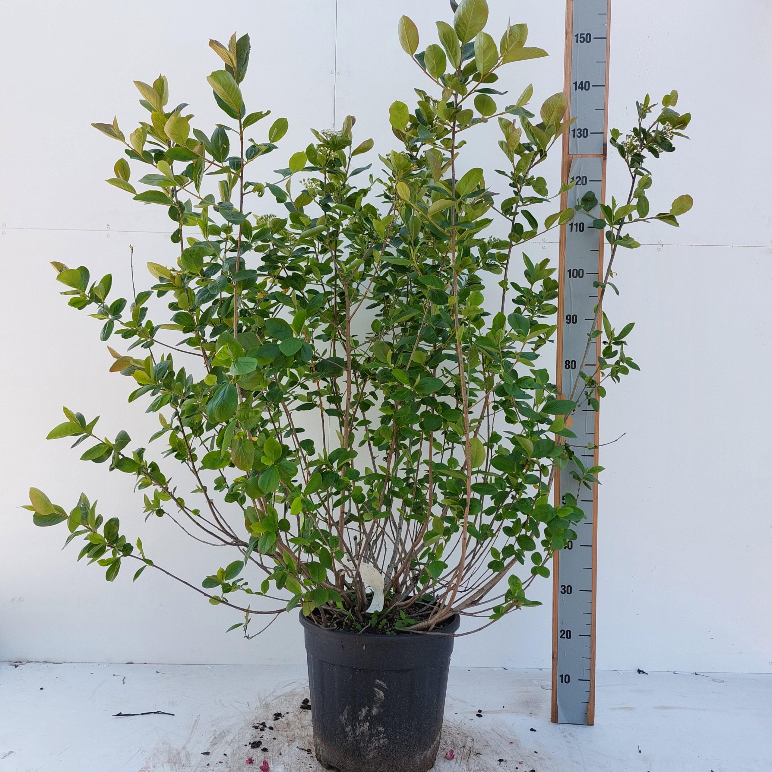 Aronia melanocarpa