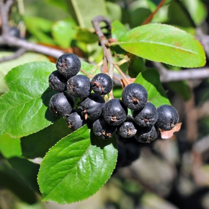 Aronia melanocarpa