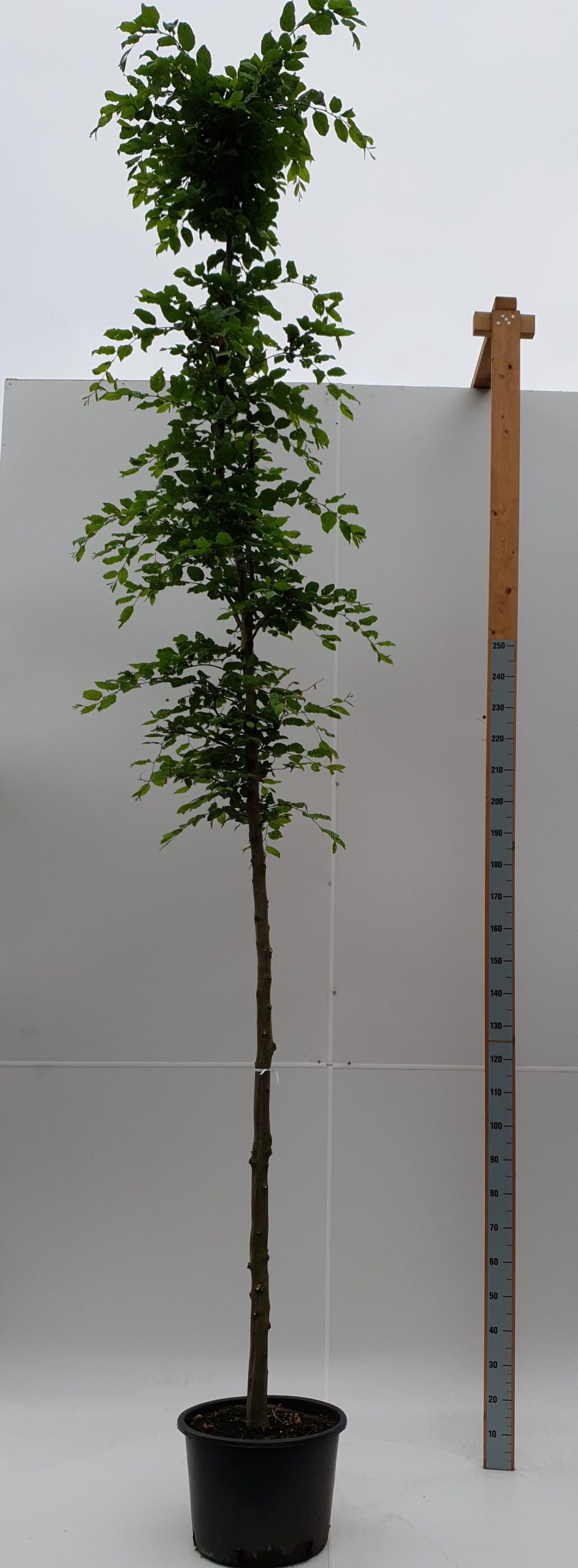Carpinus betulus