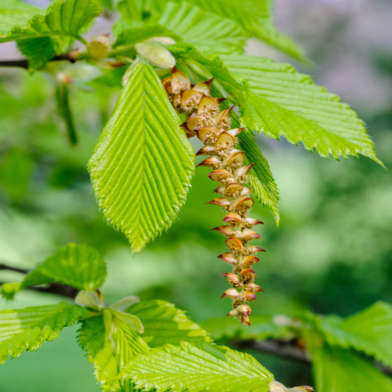 Carpinus betulus