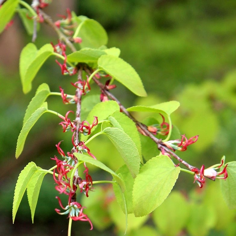 Cercidiphyllum japonicum