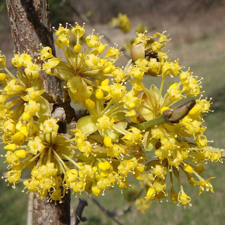 Cornus mas