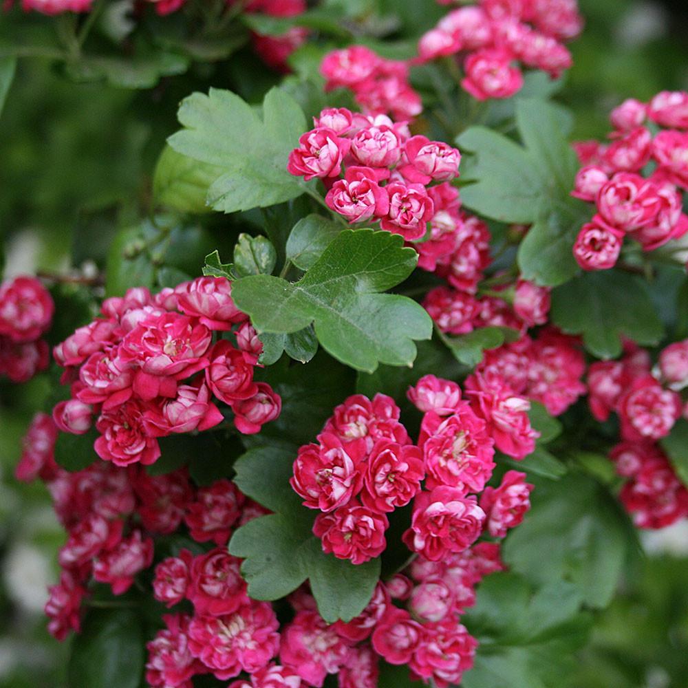 Crataegus media ‘Paul’s Scarlet’