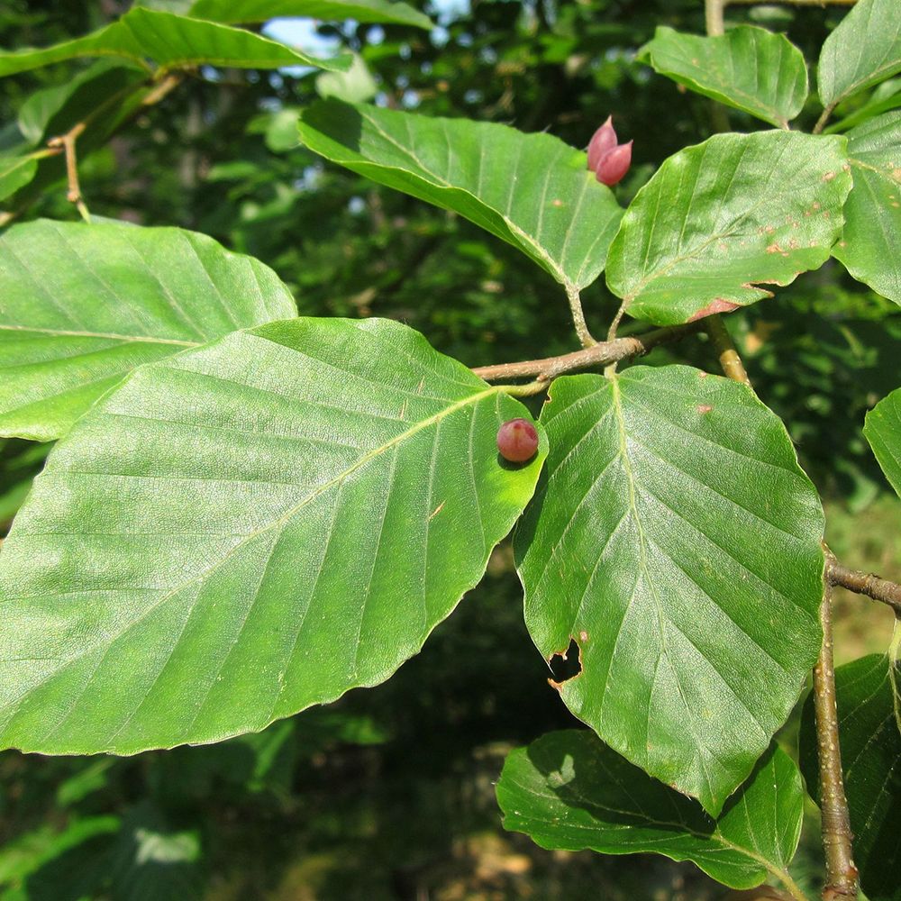 Fagus sylvatica