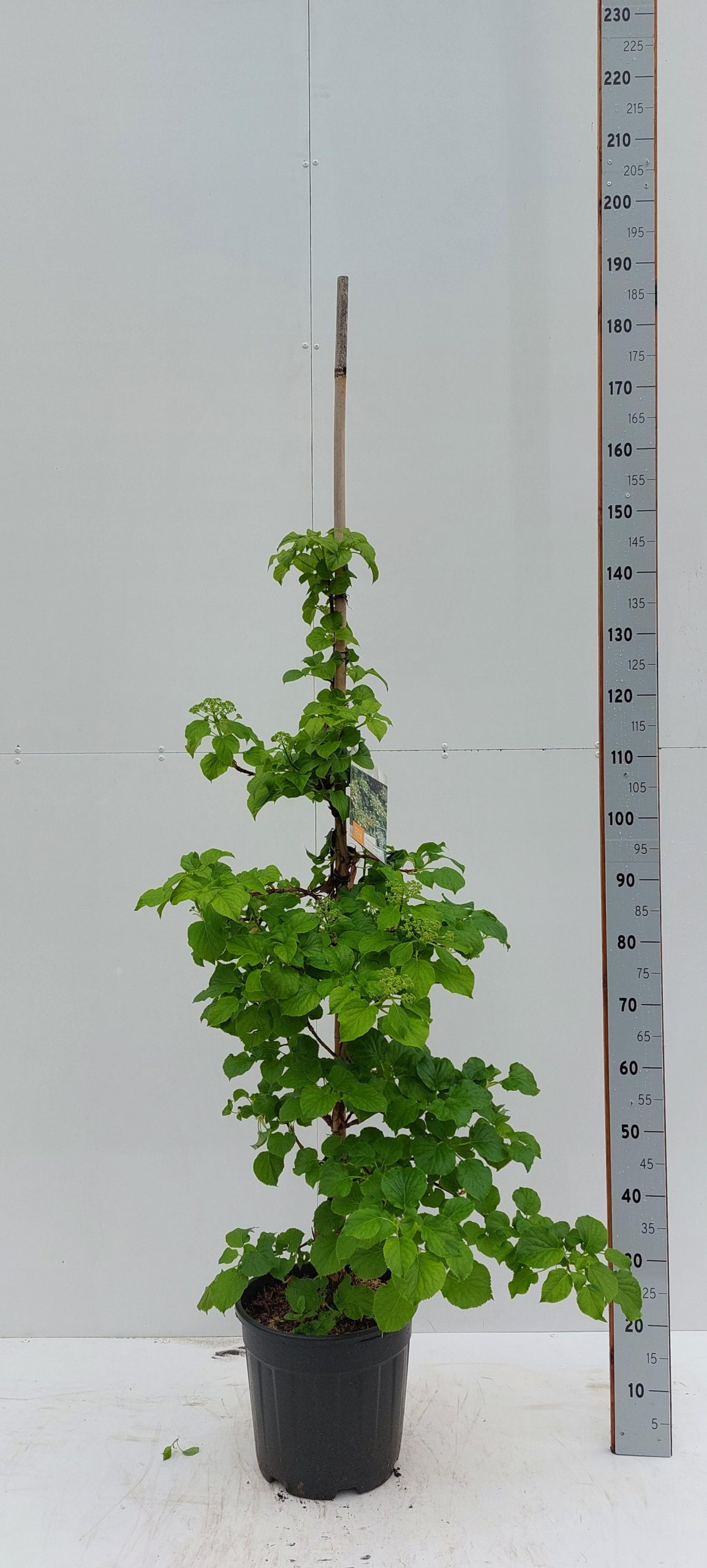 Hydrangea anomala petiolaris