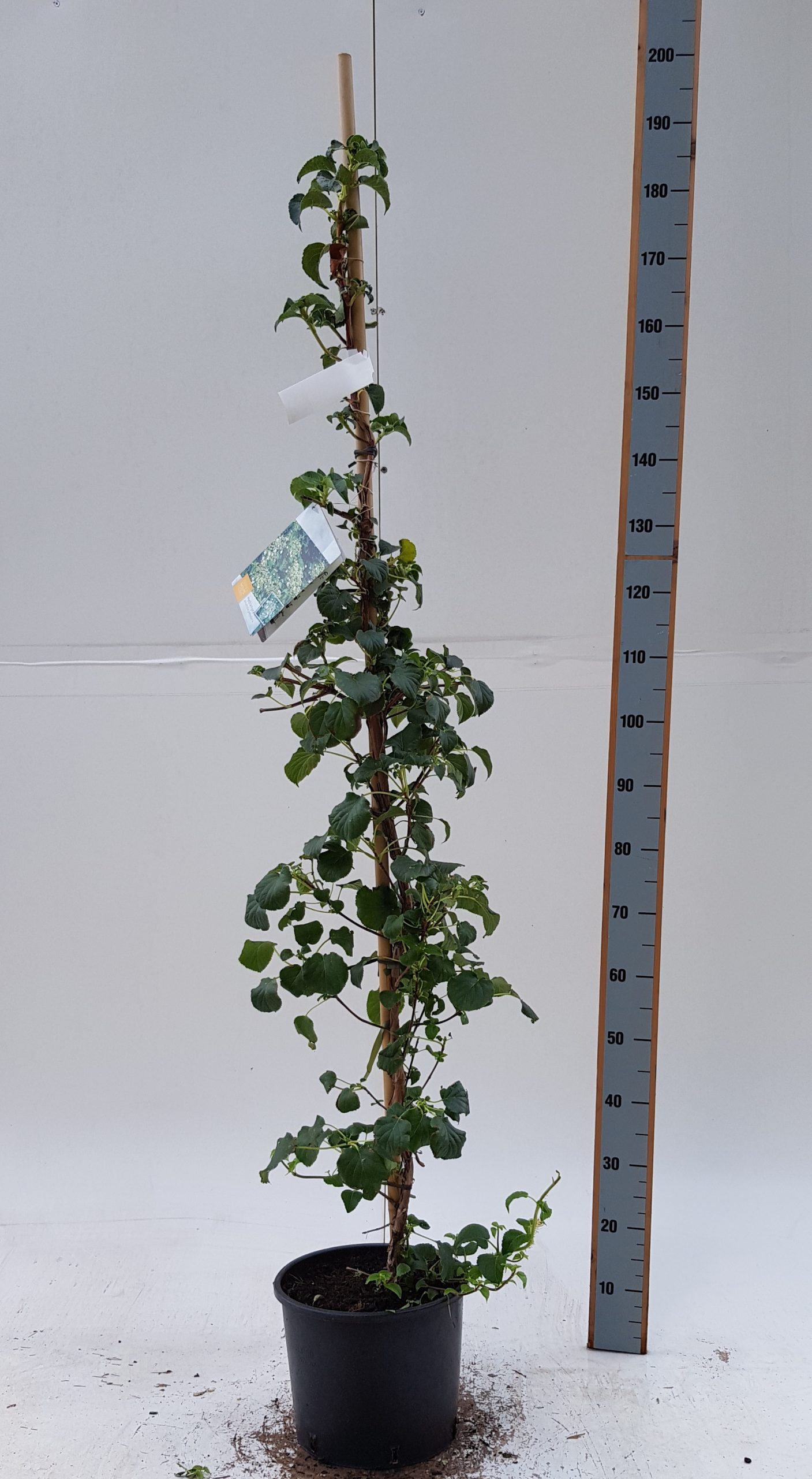 Hydrangea anomala petiolaris