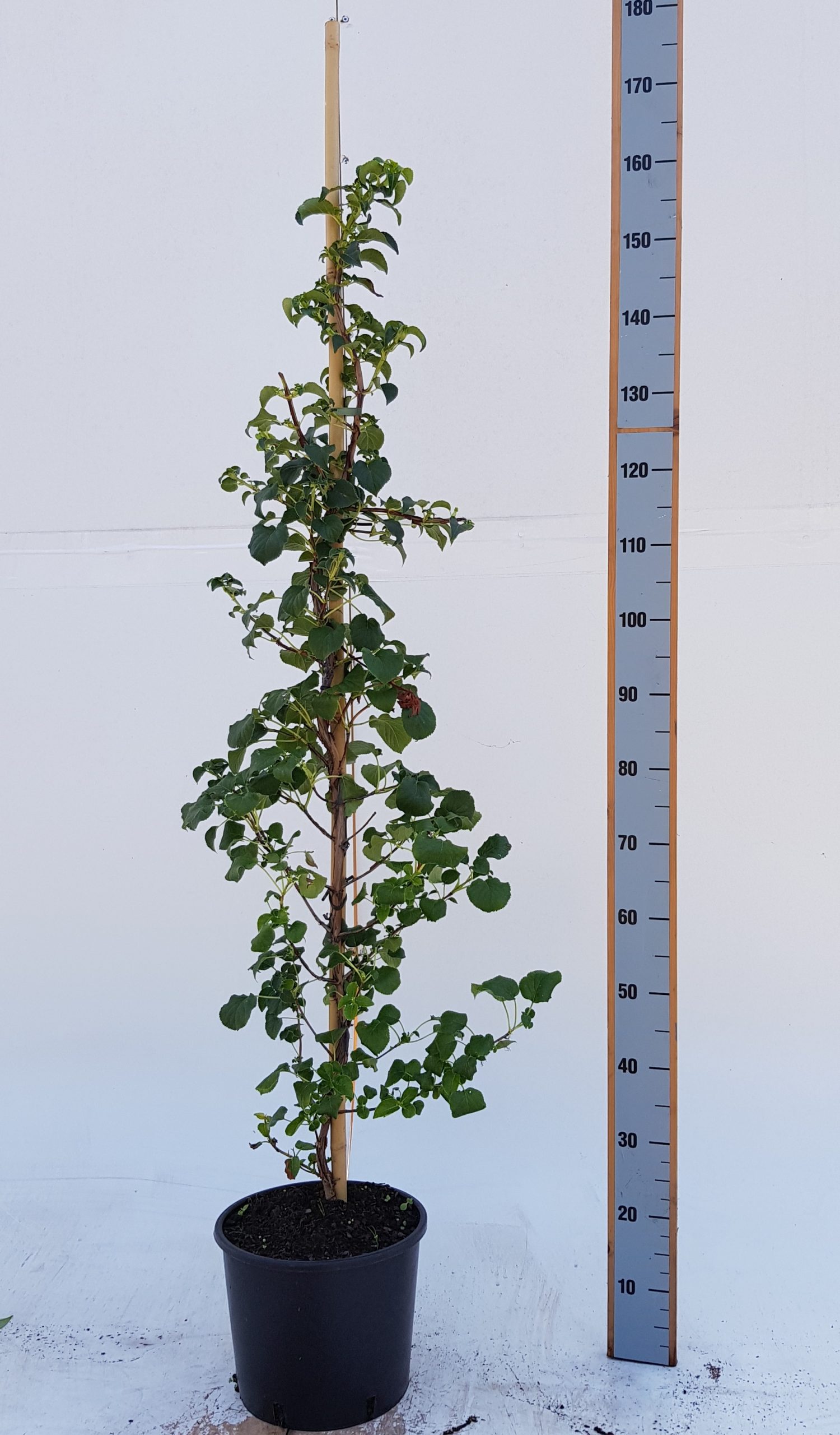 Hydrangea anomala petiolaris