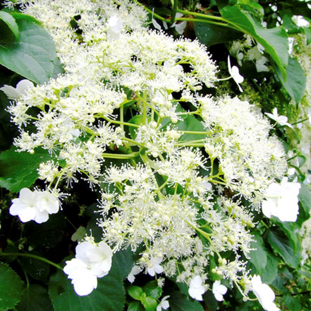 Hydrangea anomala petiolaris