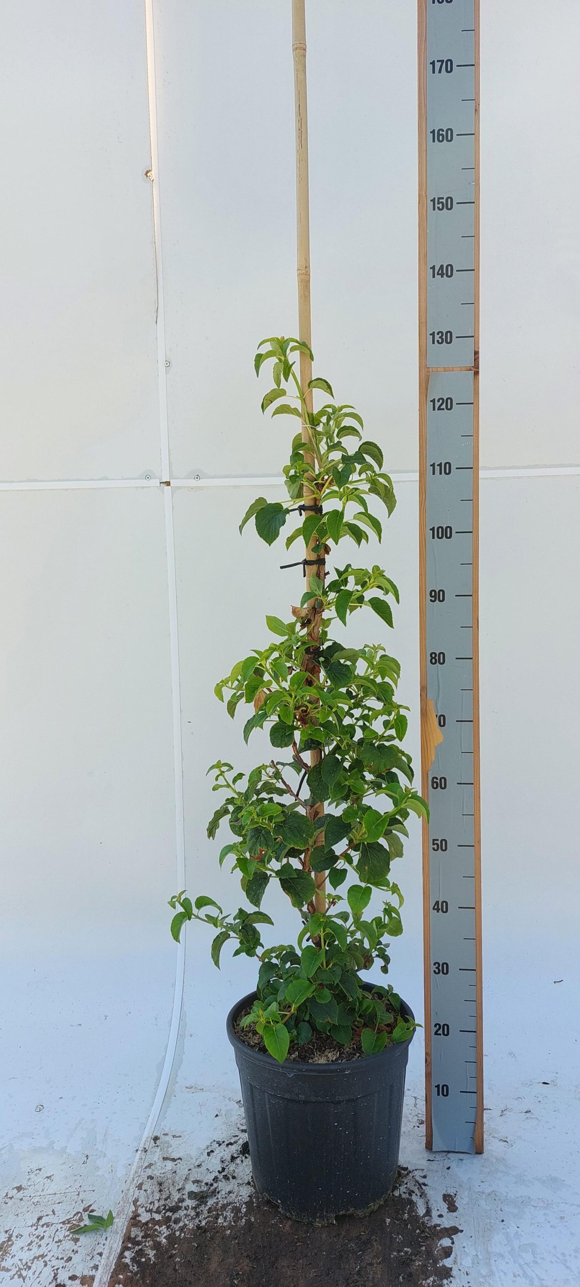 Hydrangea anomala petiolaris