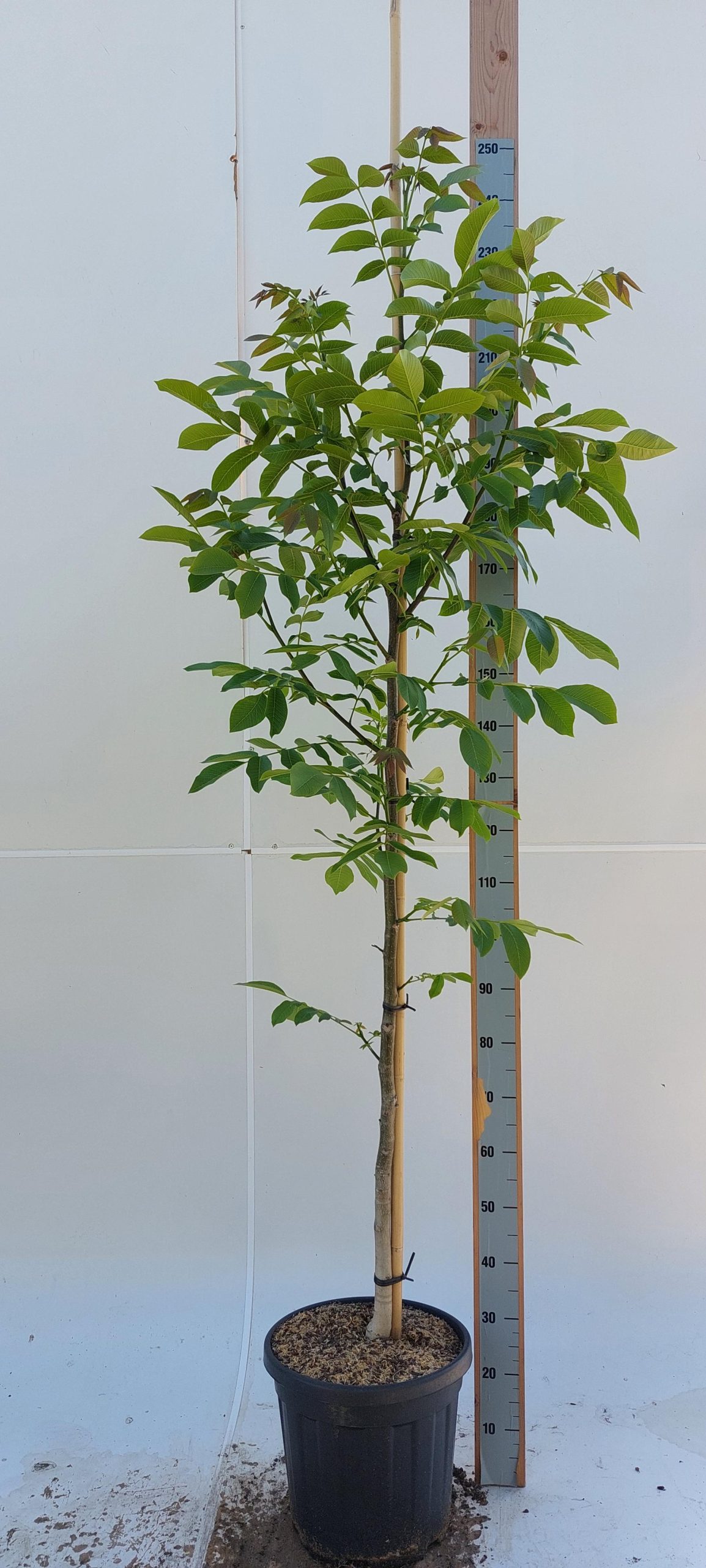 Juglans regia