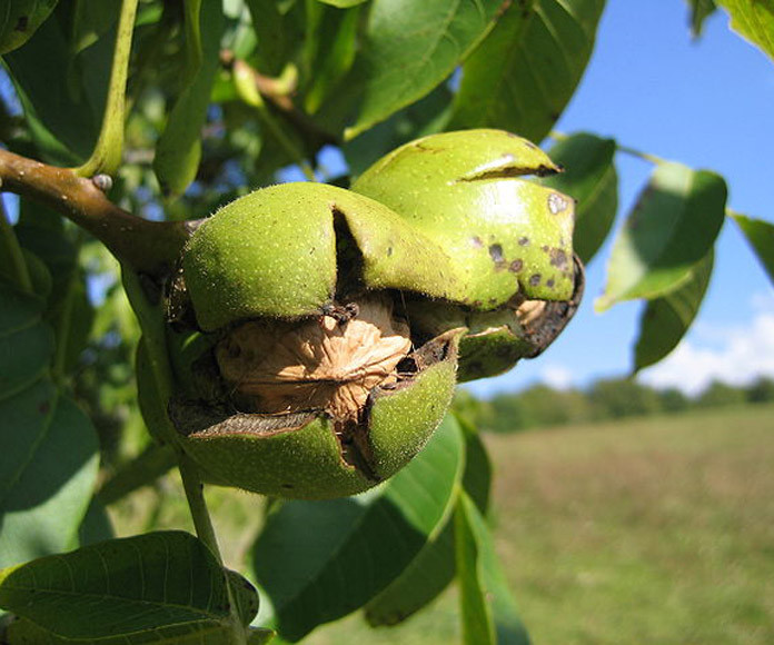 Juglans regia
