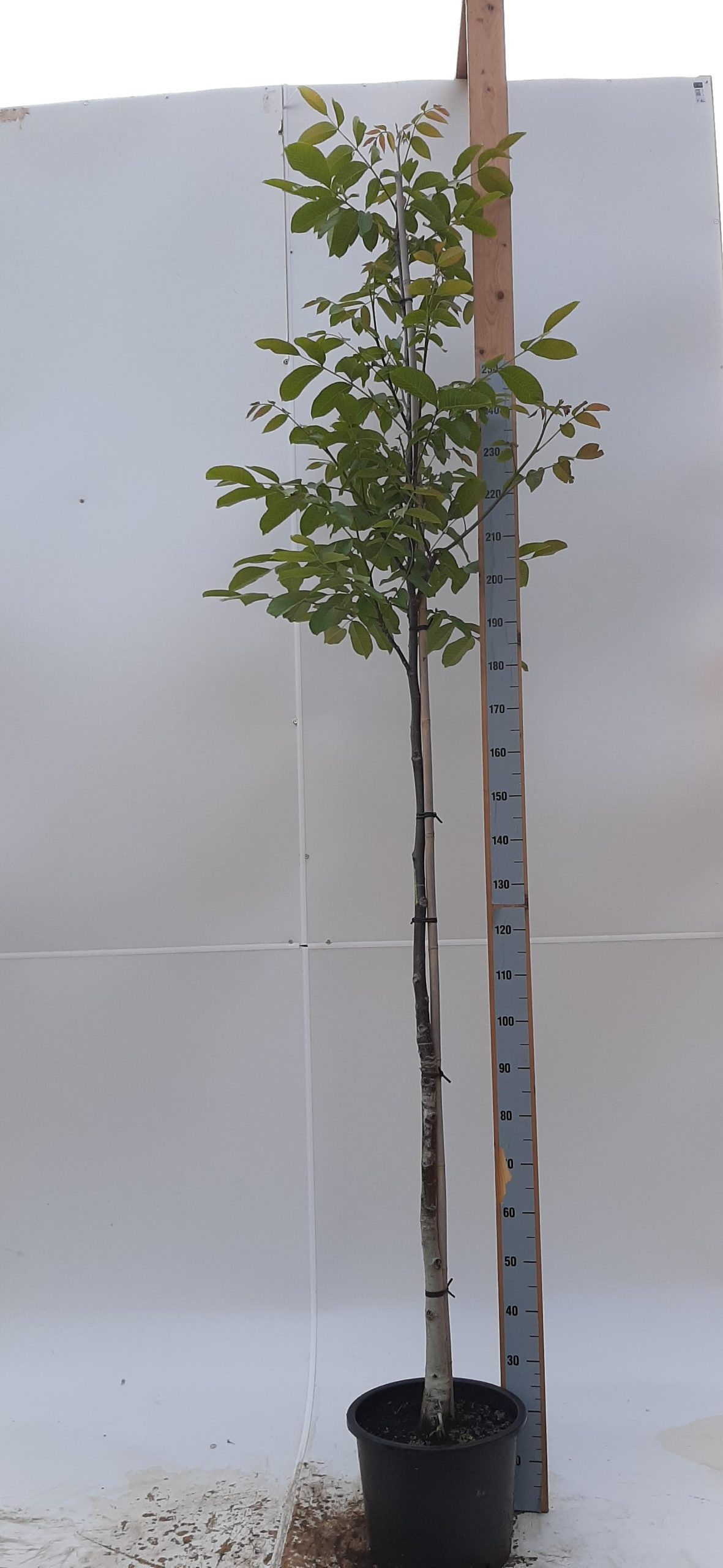 Juglans regia