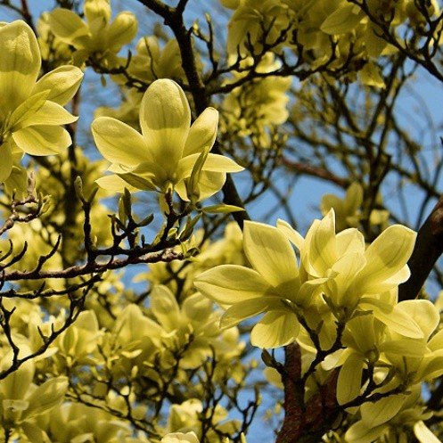 Magnolia ‘Butterflies’