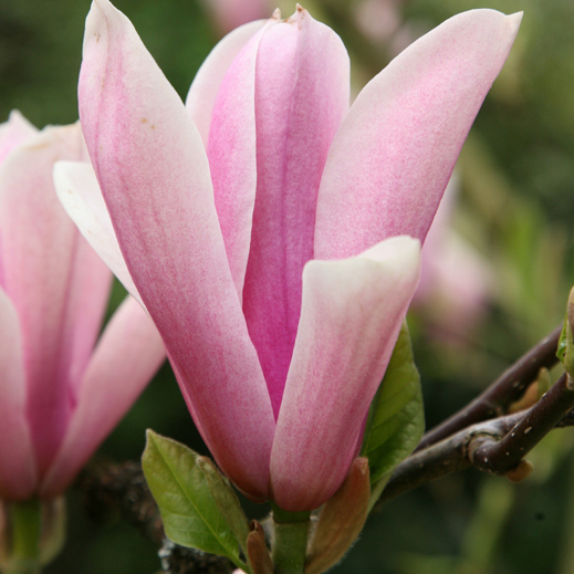 Magnolia ‘Heaven Scent’