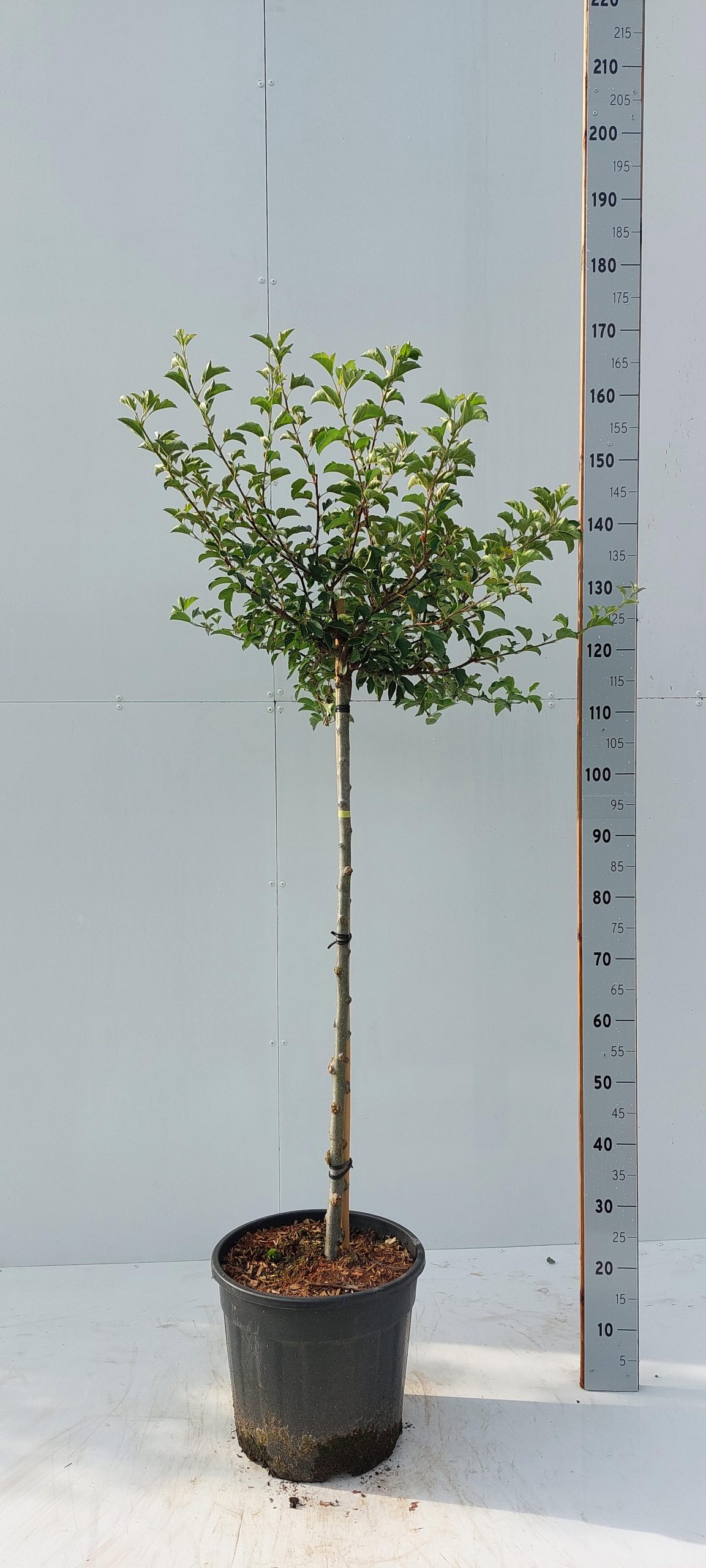 Malus toringo ‘Tina’