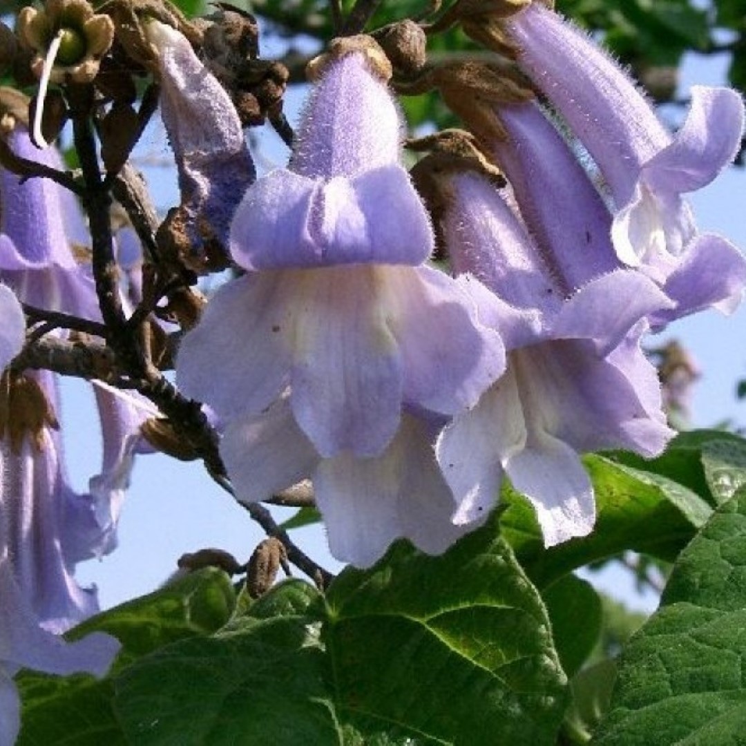 Paulownia tomentosa