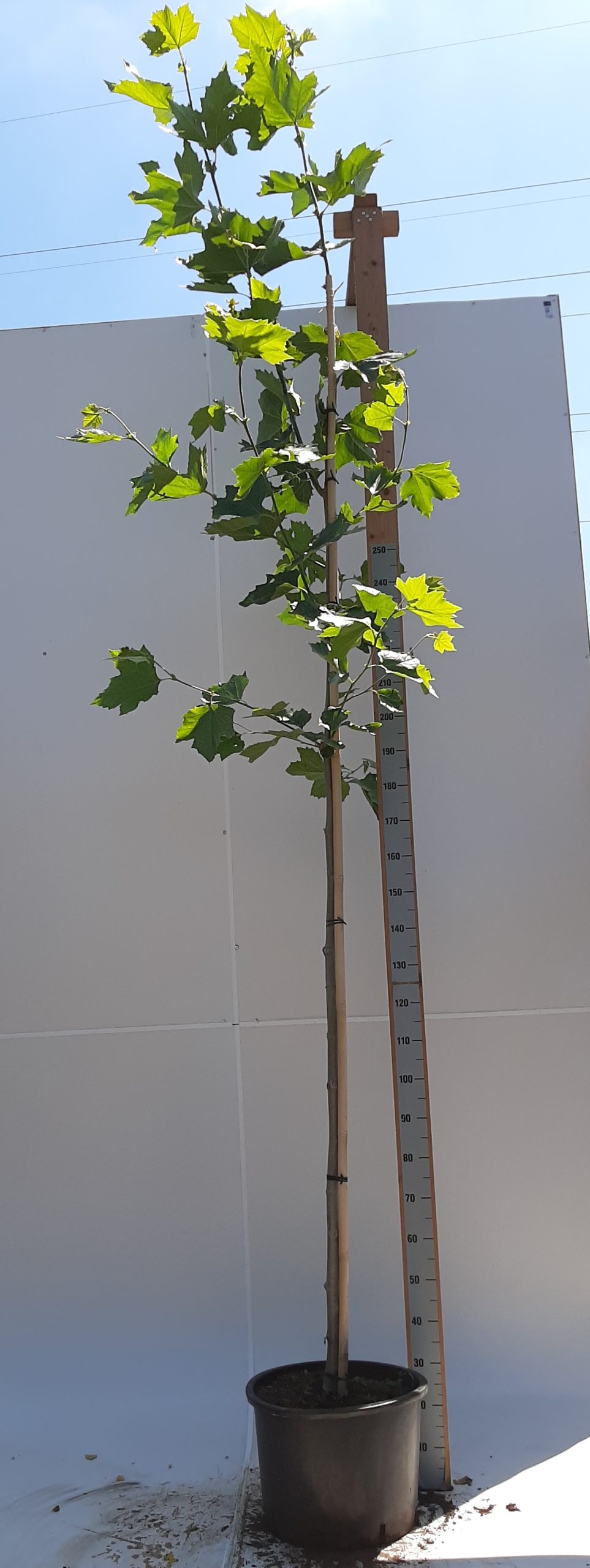 Platanus hispanica