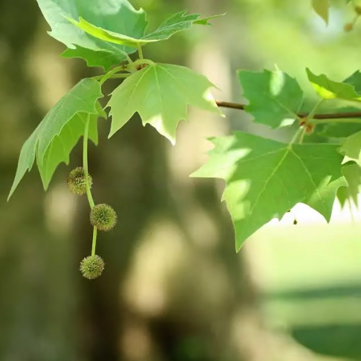Platanus hispanica