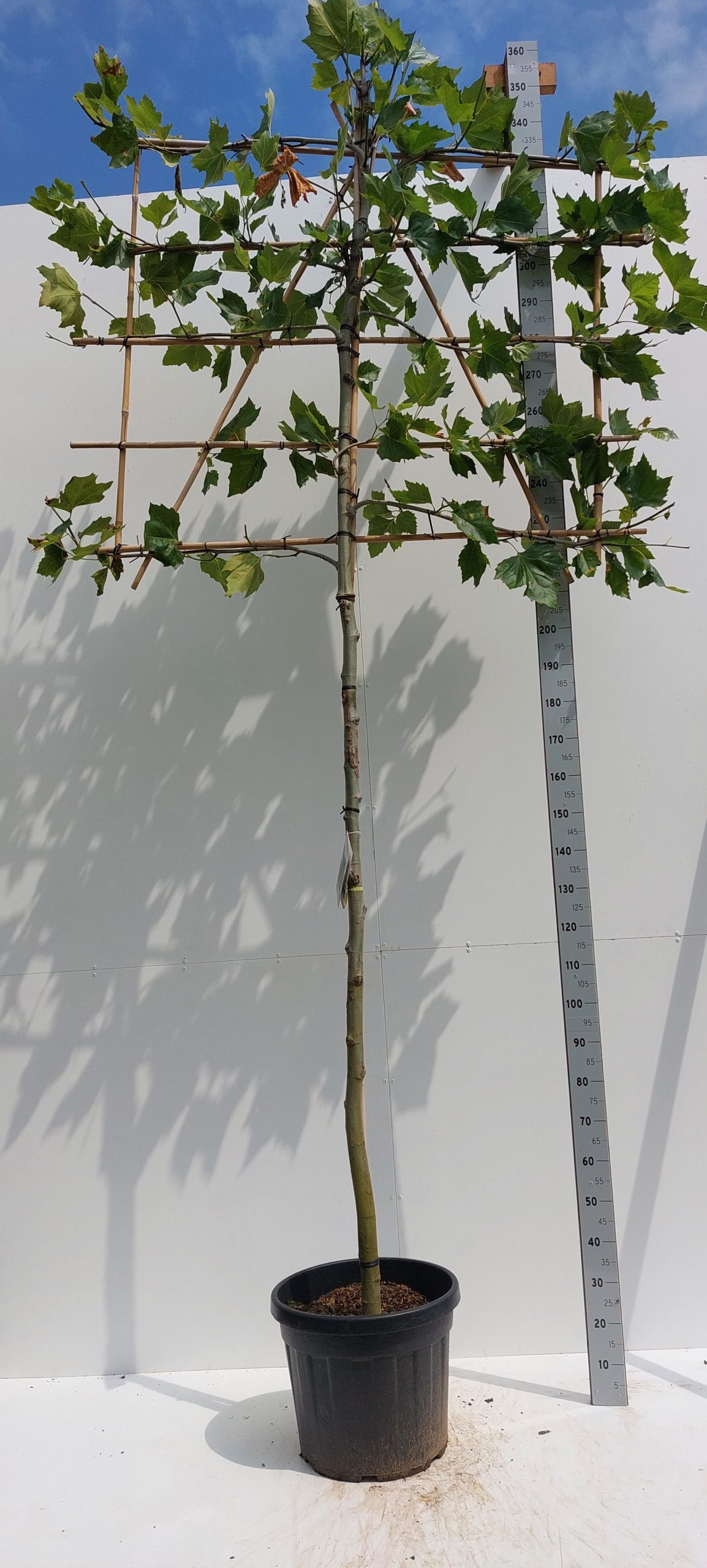 Platanus hispanica