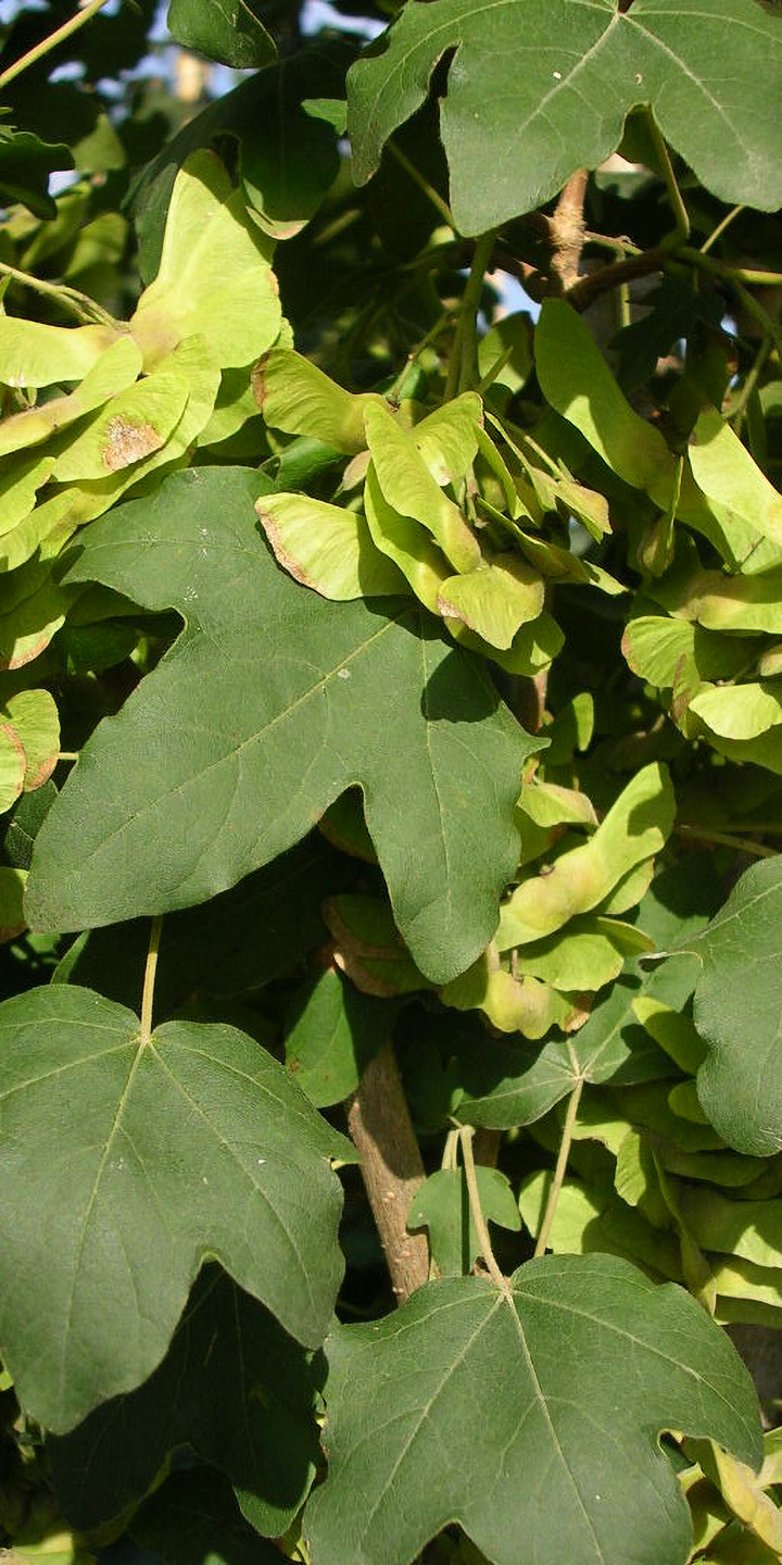 Acer campestre ‘Elsrijk’