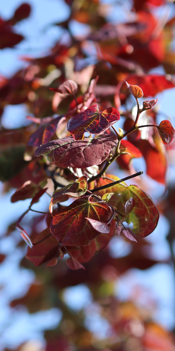 Cercis can. 'Ruby Falls'