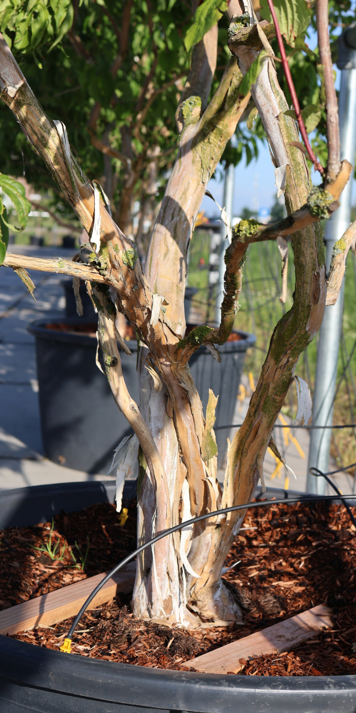 Heptacodium miconioides