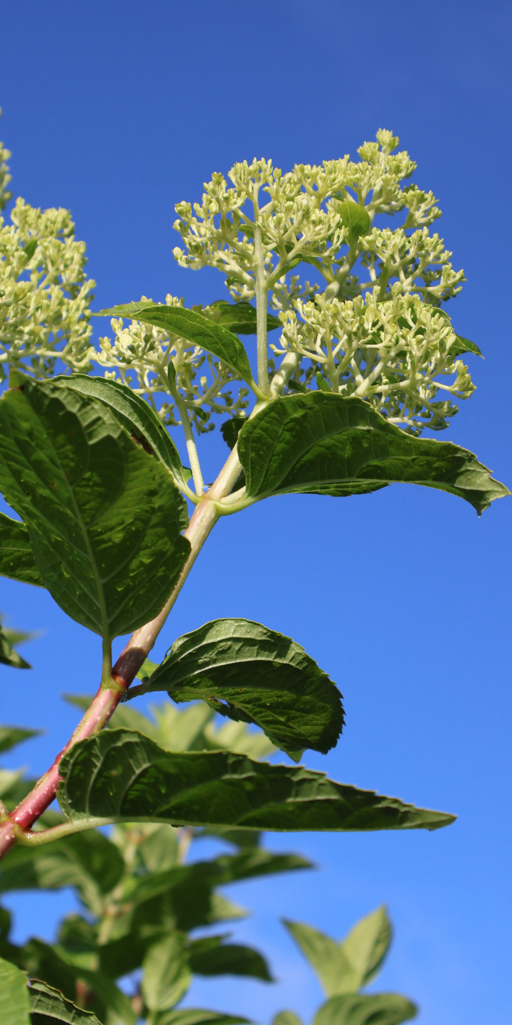 Hydrangea pan. 'Limelight'