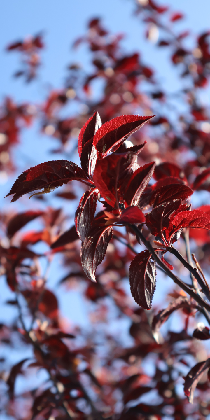 Prunus cer. 'Nigra'