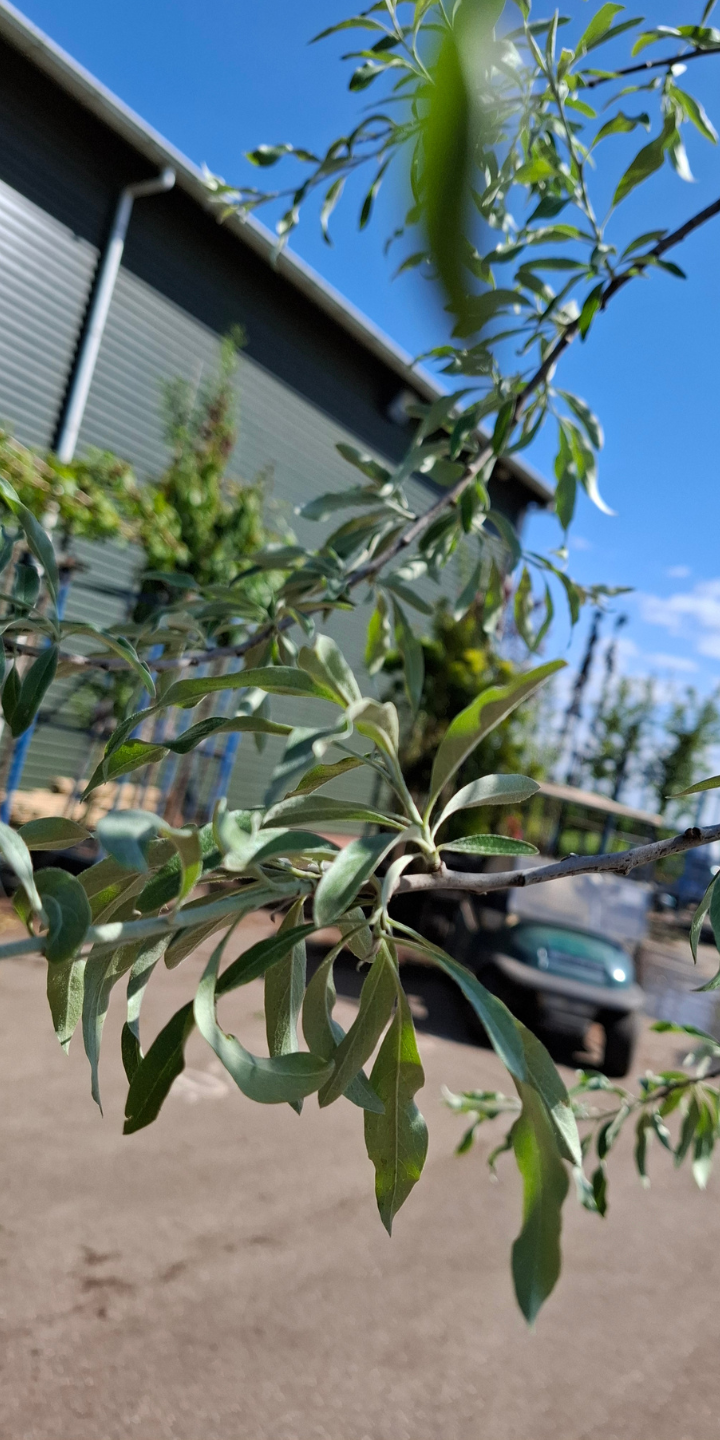 Pyrus salicifolia 'Pendula'
