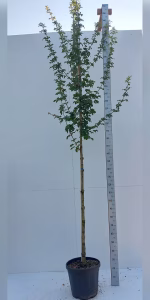 Acer campestre 'Elsrijk'