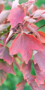 Acer campestre 'Lienco'